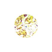 Gram Stain Kit